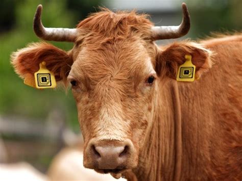 rfid for cattle